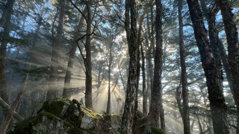 line album 20251115 19新康橫斷下瓦拉米 251225 6