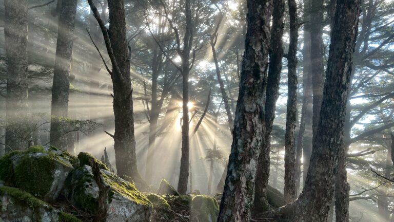 line album 20251115 19新康橫斷下瓦拉米 251225 7