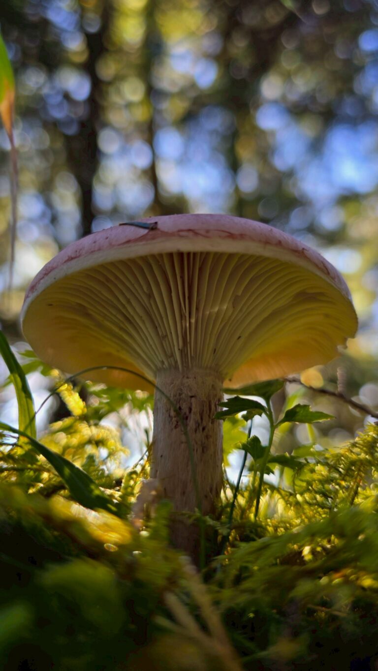 line album 202596 8無明甘薯 領隊陳敏寧嚮導黃文信 260111 20