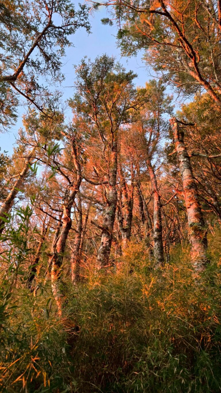 line album 202596 8無明甘薯 領隊陳敏寧嚮導黃文信 260111 24