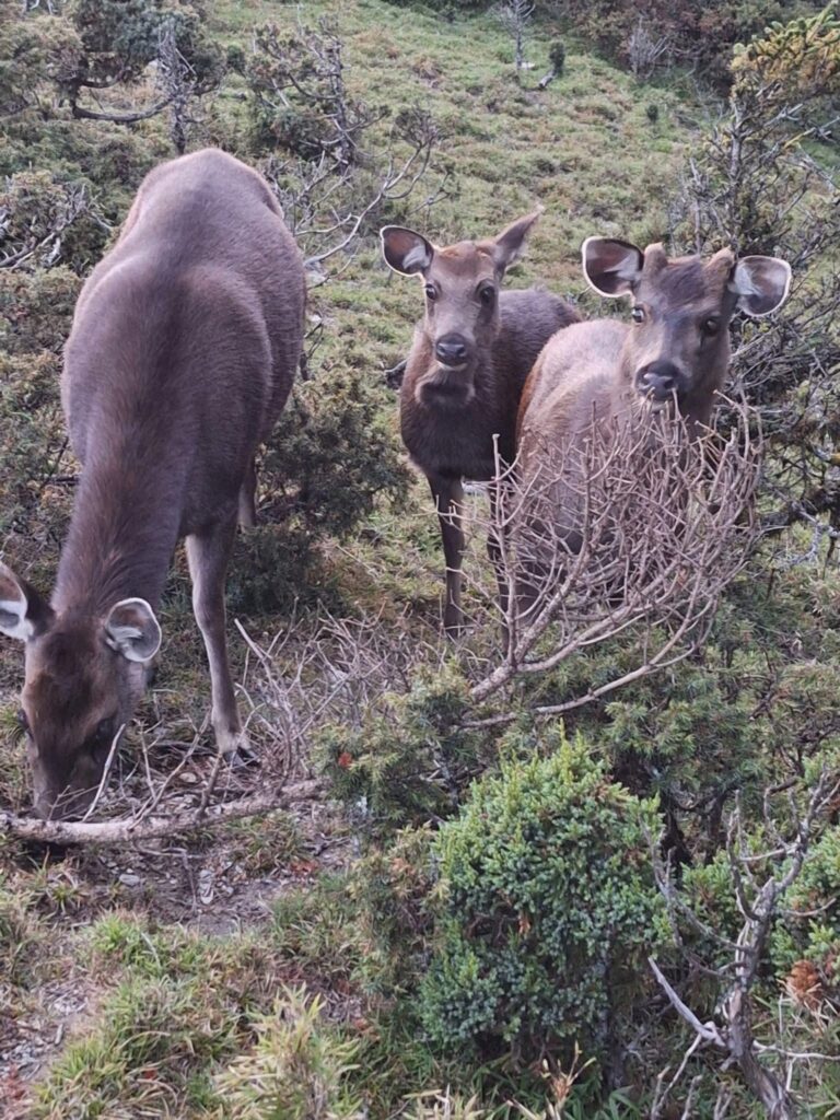 line album 9月25 29日 干卓萬縱走 領隊 王文傑 嚮導 柯素惠 260117 1